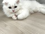 Scottish Fold