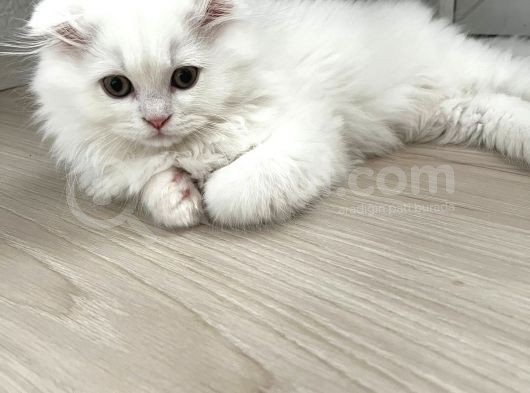 Scottish Fold