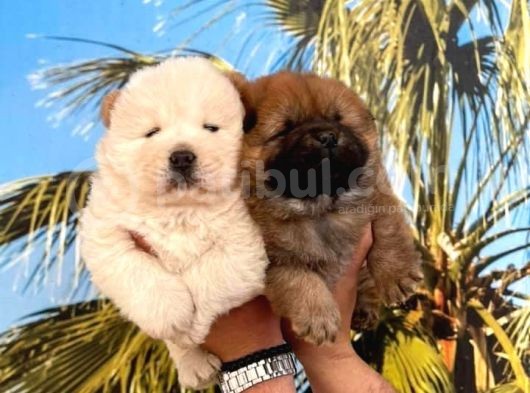 Vecihi Den Çin Aslanı Ayıcık Chowchow görsel