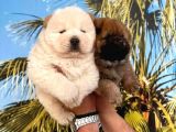 Vecihi Den Çin Aslanı Ayıcık Chowchow