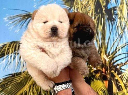 Vecihi Den Çin Aslanı Ayıcık Chowchow