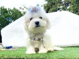 Sevimli Maltese Terrier