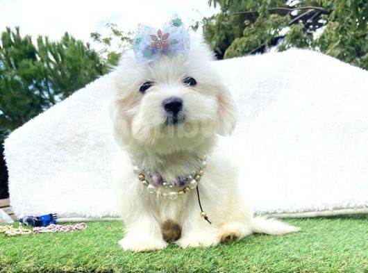 Sevimli Maltese Terrier