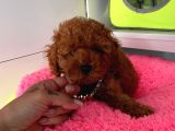Muhteşem Toy Poodle Yavrulari