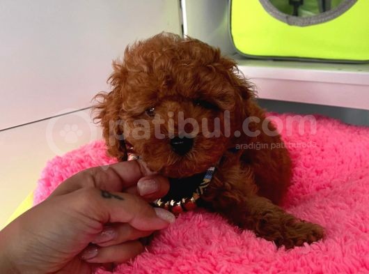 Muhteşem Toy Poodle Yavrulari