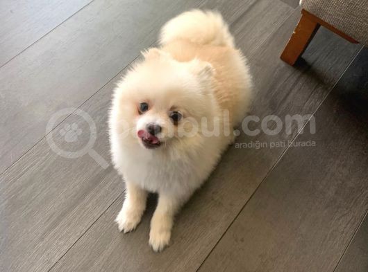 Pomerian Boo 15 Aylık görsel