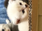 Safkan British Shorthair (Ns11 )