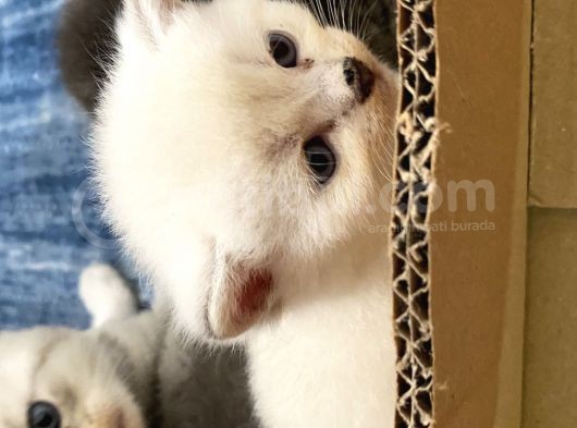 Safkan British Shorthair (Ns11 ) görsel