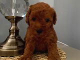 Karamelll Toypoodle’in Bebi̇şleri̇i̇i̇i̇i̇i̇