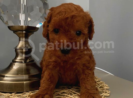 Karamelll Toypoodle’in Bebi̇şleri̇i̇i̇i̇i̇i̇ görsel