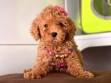 Muhteşem Toy Poodle Yavrulari