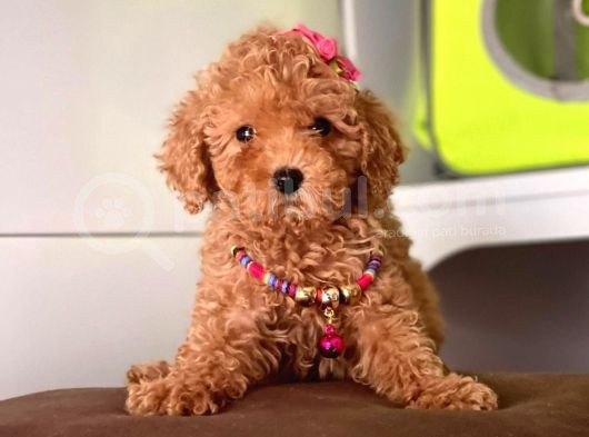 Muhteşem Toy Poodle Yavrulari görsel