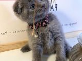Muhteşem Güzellikte Scottish Fold Bebekler