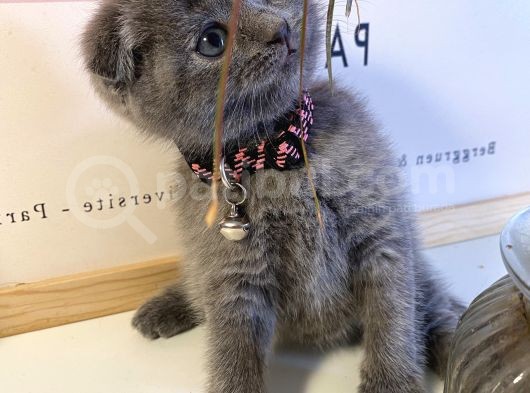 Muhteşem Güzellikte Scottish Fold Bebekler görsel