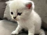 Safkan British Shorthair (Ns11 )