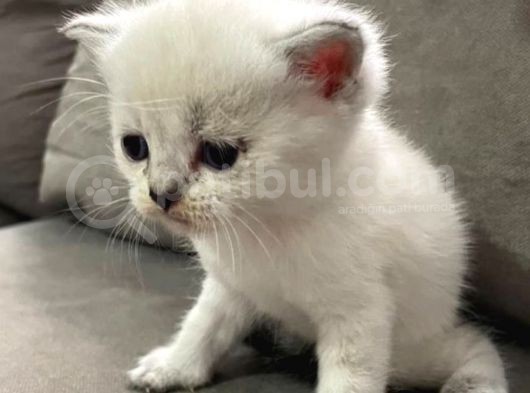 Safkan British Shorthair (Ns11 ) görsel