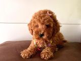 Safkan Toy Poodle Yavrularımız
