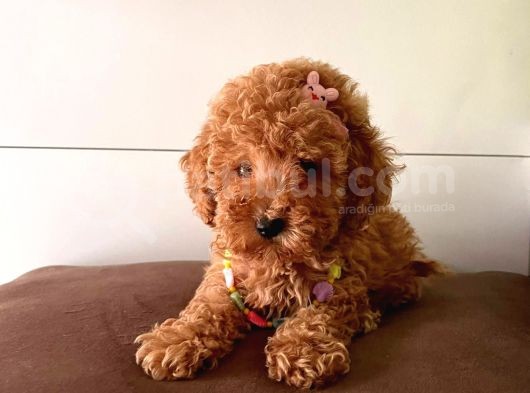 Safkan Toy Poodle Yavrularımız görsel
