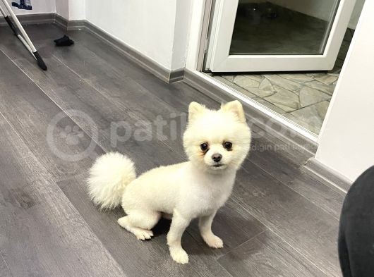 Pomerian Boo 15 Aylık görsel