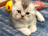 Safkan British Shorthair (Ns11 )