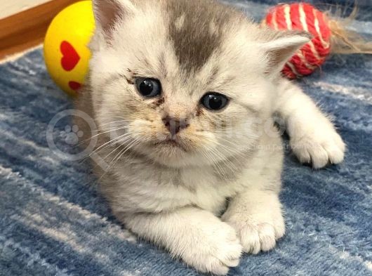 Safkan British Shorthair (Ns11 ) görsel