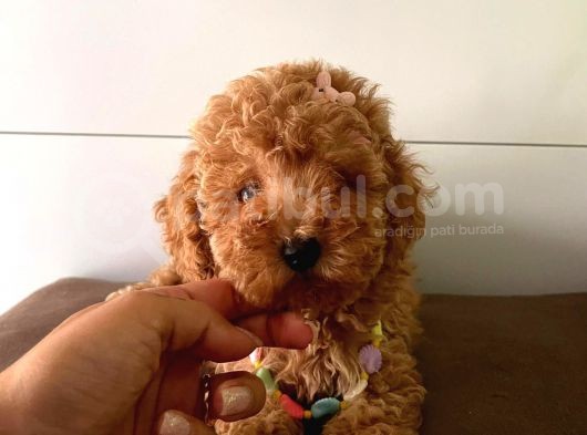 Orjinal Toy Poodle görsel