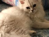 British Longhair Kedi