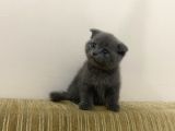 Yavru Scottish Fold