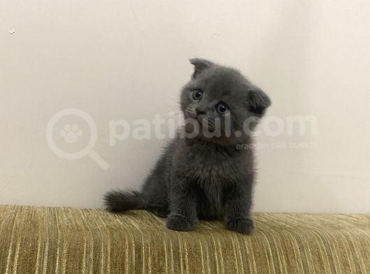 Yavru Scottish Fold görsel