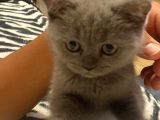 Aci̇l Yavru Kedi̇