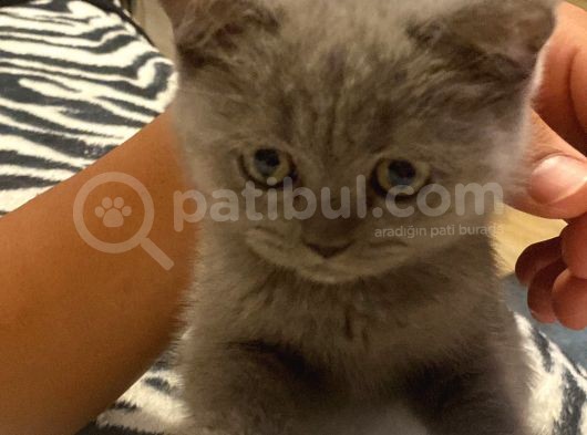 Aci̇l Yavru Kedi̇ görsel