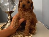 Karamelll Toypoodle’in Bebi̇şleri̇i̇i̇i̇i̇i̇