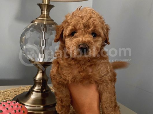 Karamelll Toypoodle’in Bebi̇şleri̇i̇i̇i̇i̇i̇ görsel