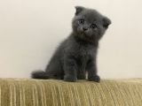 Yavru Scottish Fold