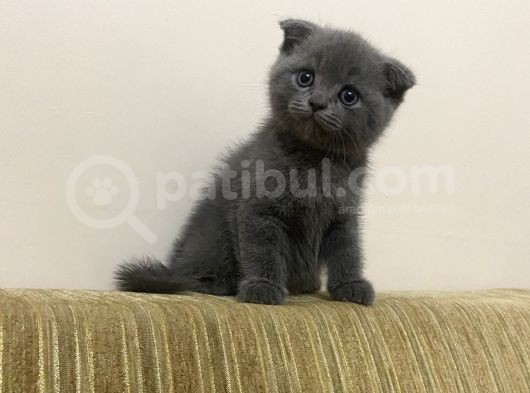 Yavru Scottish Fold