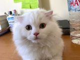Scottish Fold