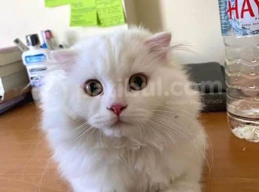 Scottish Fold görsel