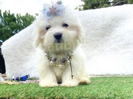 Sevimli Maltese Terrier görsel