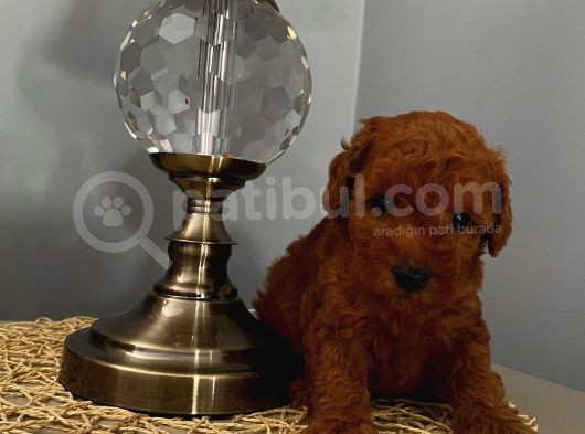 Karamelll Toypoodle’in Bebi̇şleri̇i̇i̇i̇i̇i̇ görsel