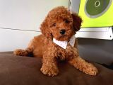 Muhteşem Toy Poodle Yavrulari