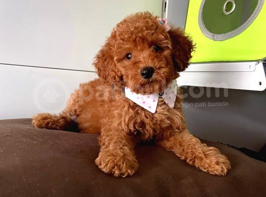 Muhteşem Toy Poodle Yavrulari görsel