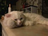 Scottish Fold