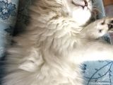 British Longhair Kedi