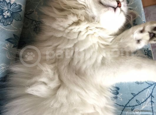 British Longhair Kedi görsel