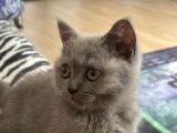 Aci̇l Yavru Kedi̇