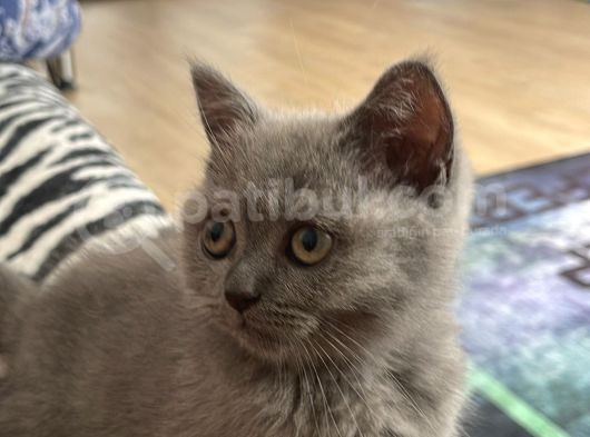 Aci̇l Yavru Kedi̇