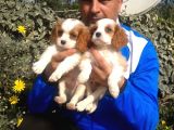 Cavai̇ller King Charles Yavrulari Mama Ve Malzeme Kampanyali