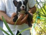 Fransiz Bulldog Yavrulari Çi̇ftli̇kten