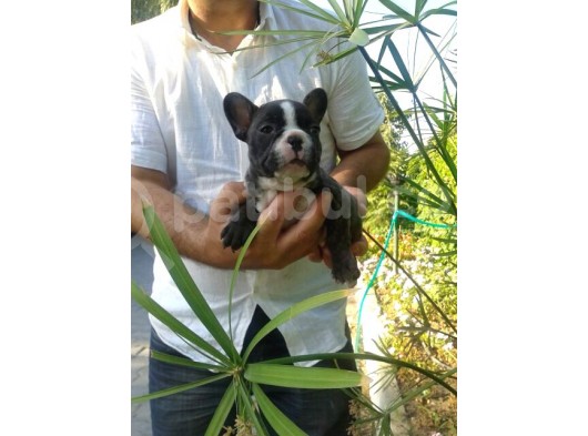 Fransiz Bulldog Yavrulari Çi̇ftli̇kten görsel