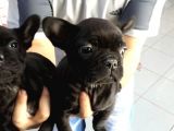 Fransiz Bulldog Yavrulari Çi̇ftli̇kten